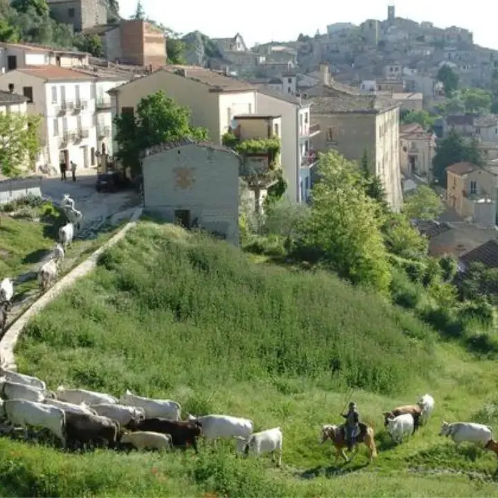 La Transumanza torna protagonista: in Calabria il primo evento dedicato alla valorizzazione dei tratturi regionali\n