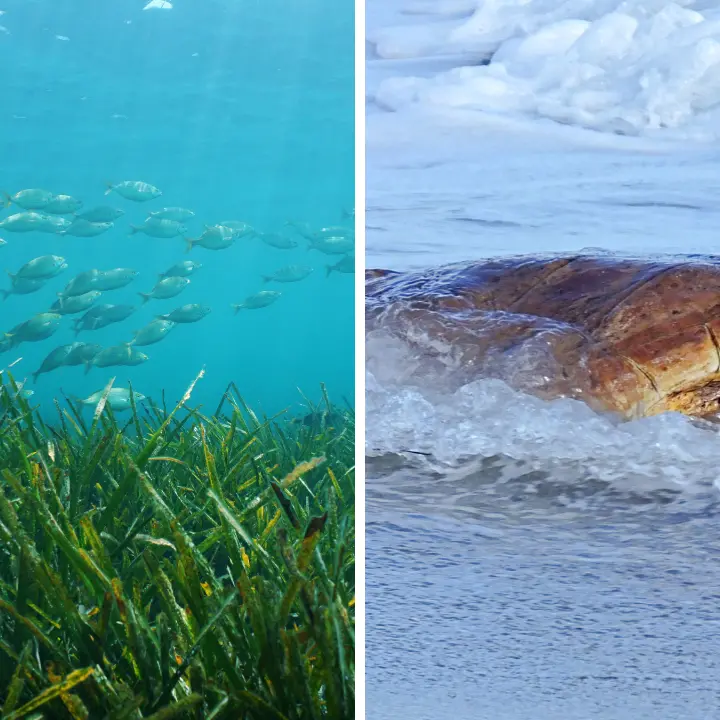 Dal mare verde alle Caretta caretta fino alla Posidonia, perché conoscere il mare è il primo passo per proteggerlo: parla l’esperta\n