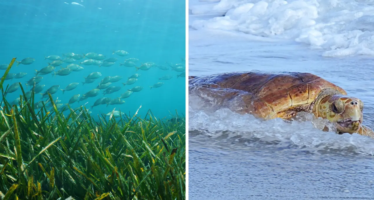 Dal mare verde alle Caretta caretta fino alla Posidonia, perché conoscere il mare è il primo passo per proteggerlo: parla l’esperta\n