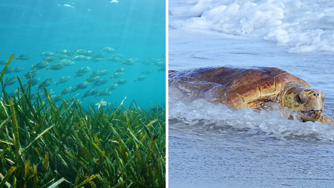 Dal mare verde alle Caretta caretta fino alla Posidonia, perché conoscere il mare è il primo passo per proteggerlo: parla l’esperta\n