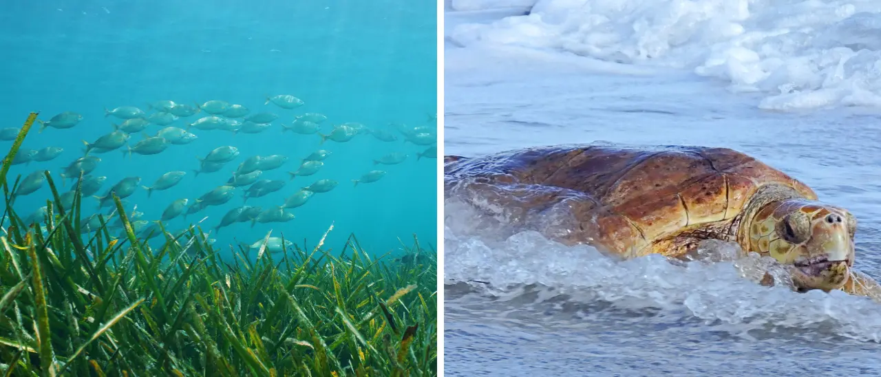 Dal mare verde alle Caretta caretta fino alla Posidonia, perché conoscere il mare è il primo passo per proteggerlo: parla l’esperta\n