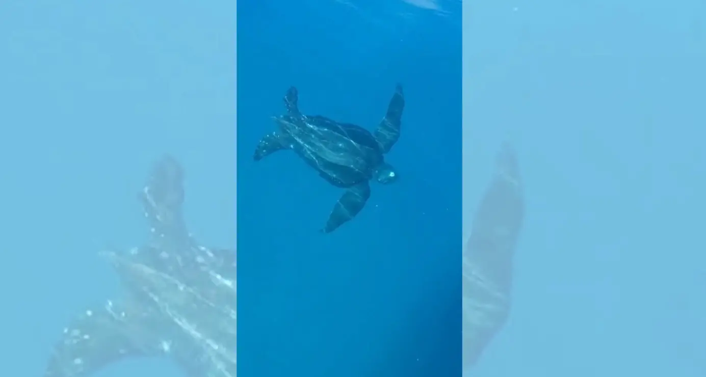 Trovata morta una rara tartaruga Liuto al largo del Vibonese: la scoperta del Wwf durante il monitoraggio della costa\n
