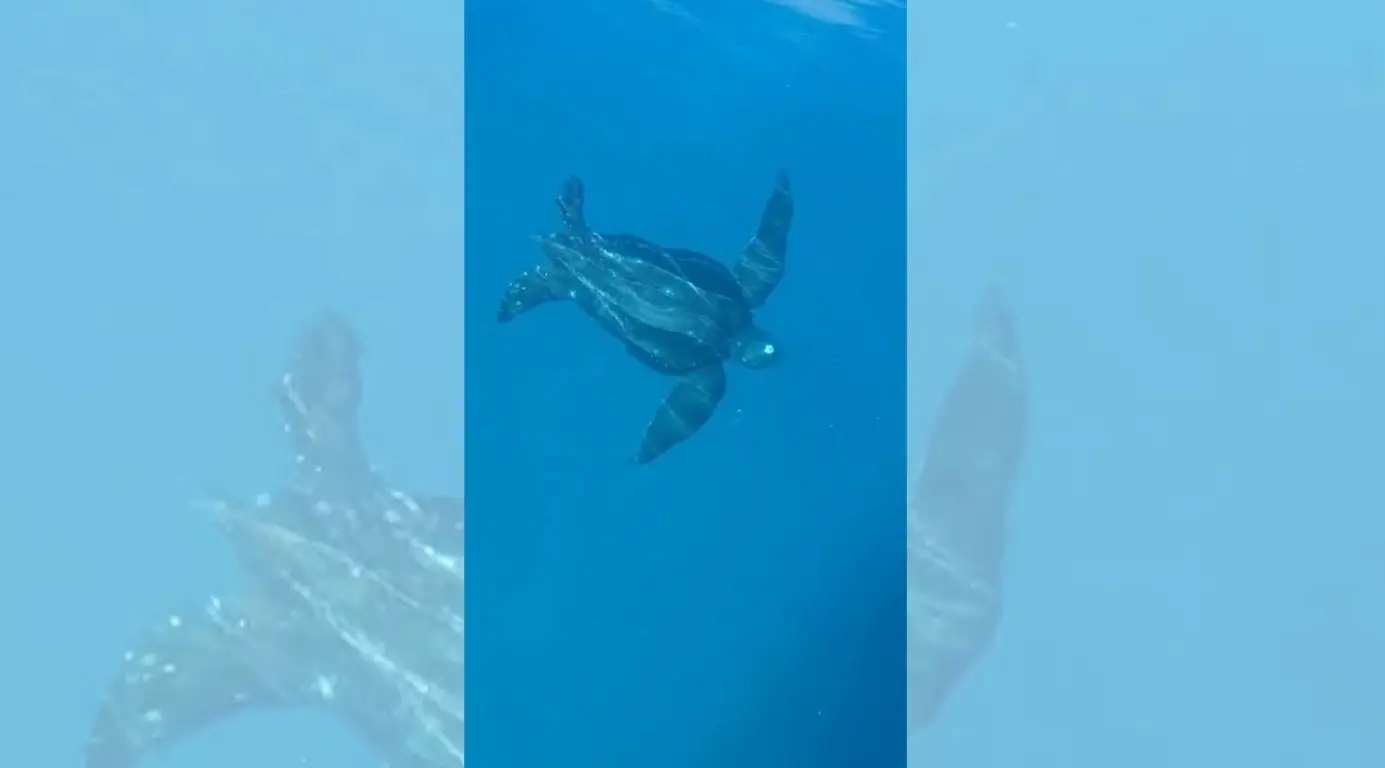 Trovata morta una rara tartaruga Liuto al largo del Vibonese: la scoperta del Wwf durante il monitoraggio della costa\n