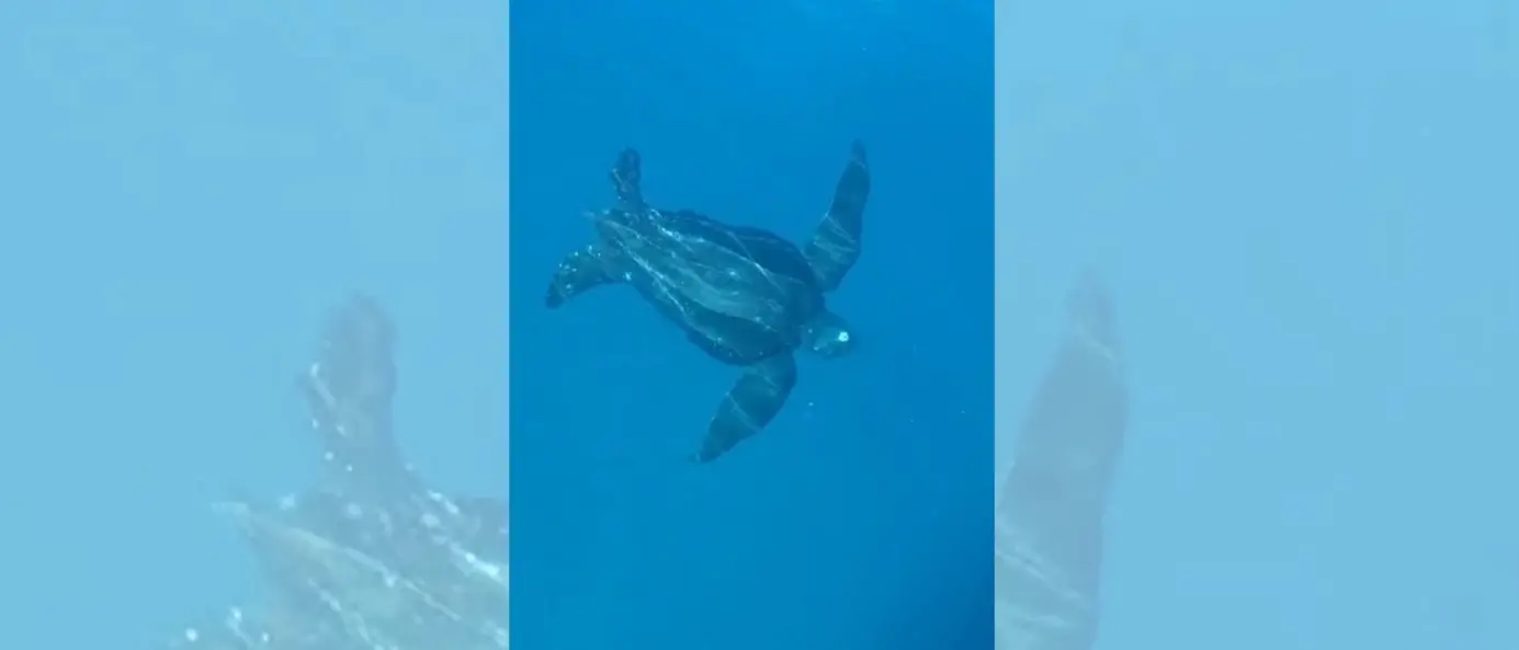 Trovata morta una rara tartaruga Liuto al largo del Vibonese: la scoperta del Wwf durante il monitoraggio della costa\n