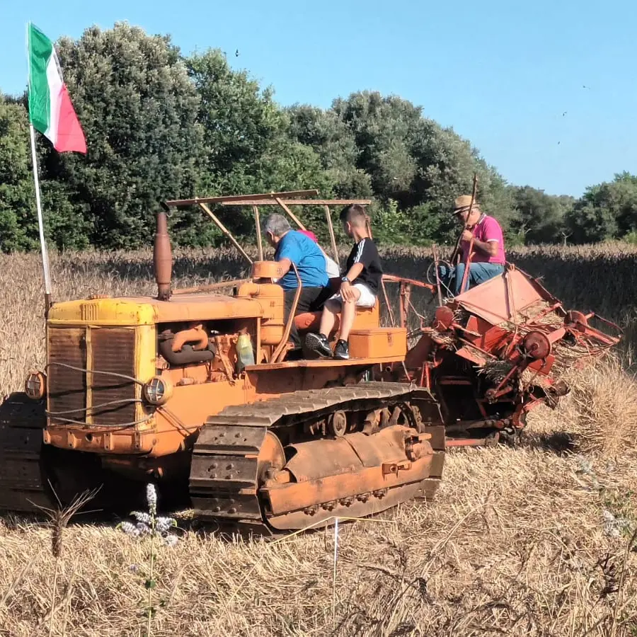 I contadini di Maierato celebrano il grano Rosìa nella nona Festa della mietitura\n