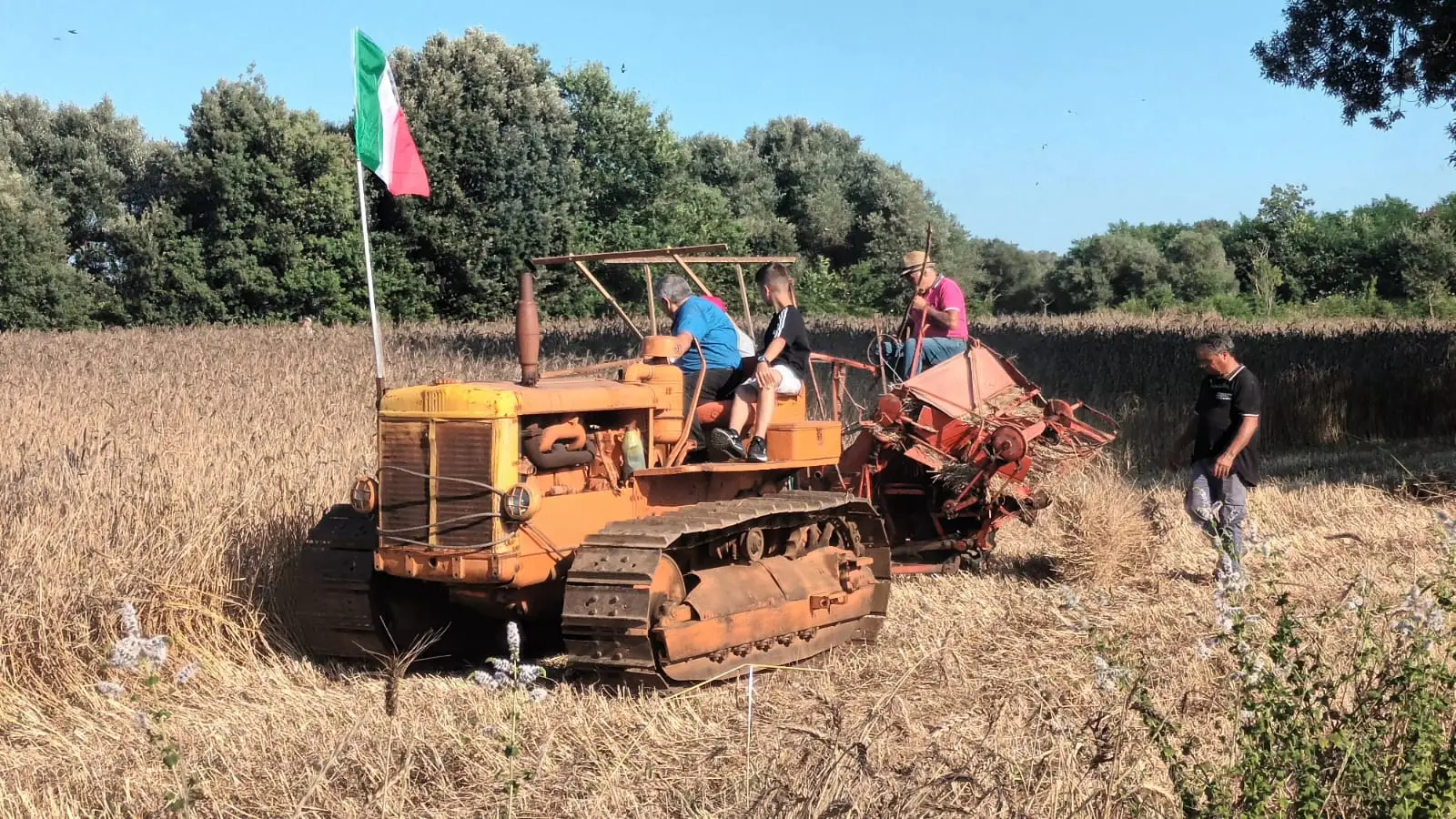 <p>La mietitura del grano Ros&igrave;a nella Piana degli Scrisi di Maierato</p>\\n