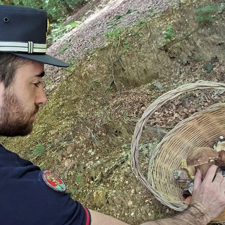 Raccoglievano funghi nelle Serre vibonesi senza tesserino: multati in 34 per 5.600 euro\n