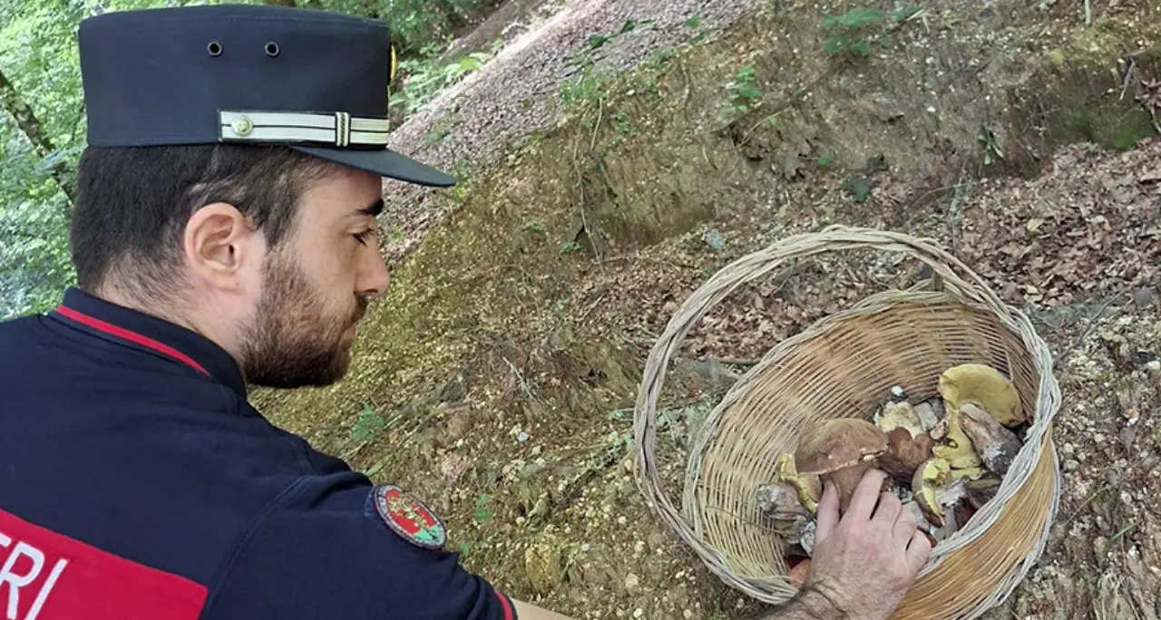 Raccoglievano funghi senza tesserino nelle Serre Vibonesi: multati in 34 per 5.600 euro\n