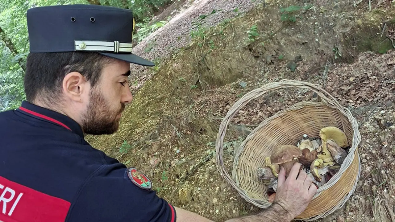 Raccoglievano funghi nelle Serre vibonesi senza tesserino: multati in 34 per 5.600 euro\n