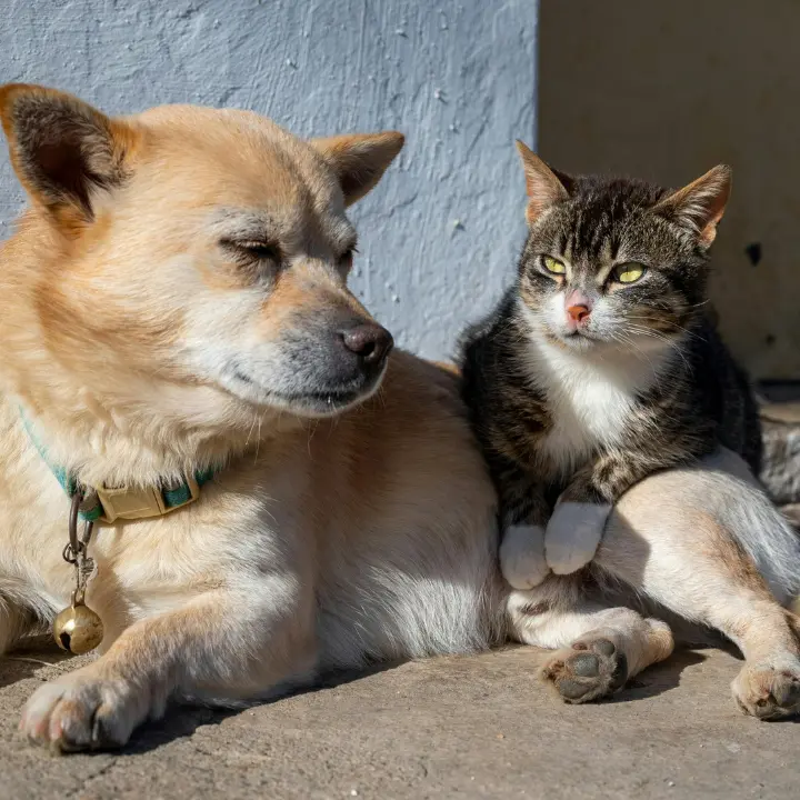 Caldo a Vibo, ordinanza per tutelare cani e gatti (ma non solo): vietato lasciarli all’aperto dalle 11 alle 18, multe fino a 500 euro\n