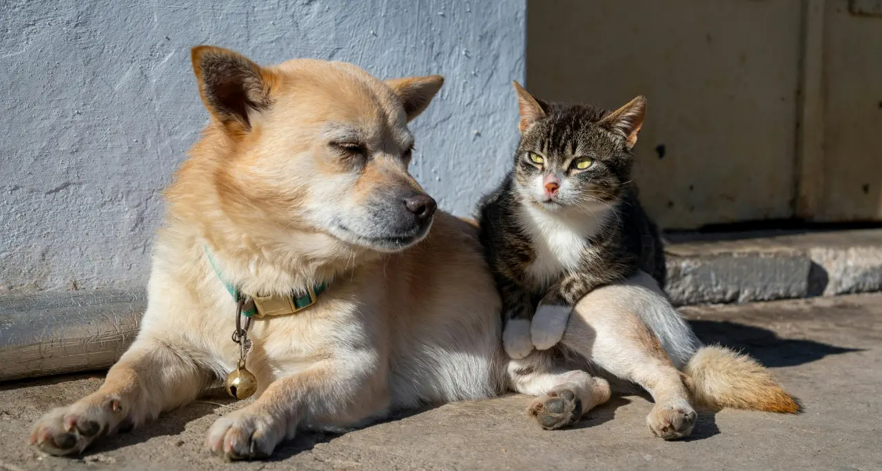 Caldo a Vibo, ordinanza per tutelare cani e gatti (ma non solo): vietato lasciarli all’aperto dalle 11 alle 18, multe fino a 500 euro. L’associazione Argo: «Segnale di civiltà»\n