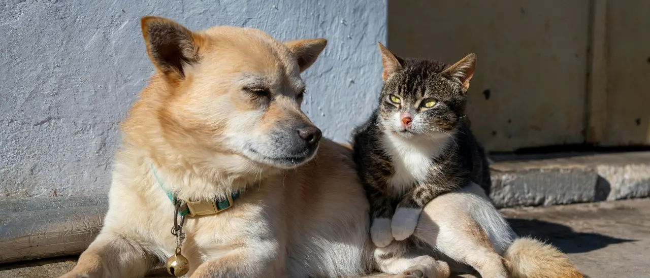 Caldo a Vibo, ordinanza per tutelare cani e gatti (ma non solo): vietato lasciarli all’aperto dalle 11 alle 18, multe fino a 500 euro\n