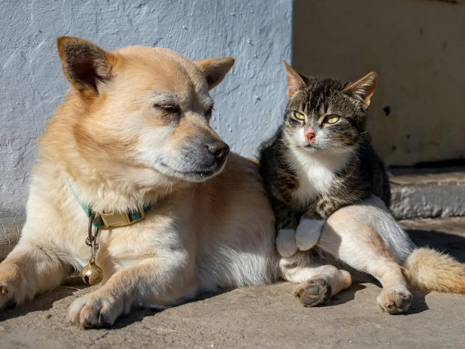 Caldo a Vibo, ordinanza per tutelare cani e gatti (ma non solo): vietato lasciarli all’aperto dalle 11 alle 18, multe fino a 500 euro