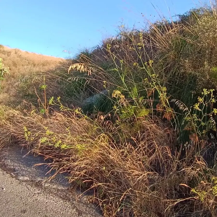 Cadavere ritrovato a Reggio Calabria, si indaga tra le persone scomparse per risalire all’identità\n