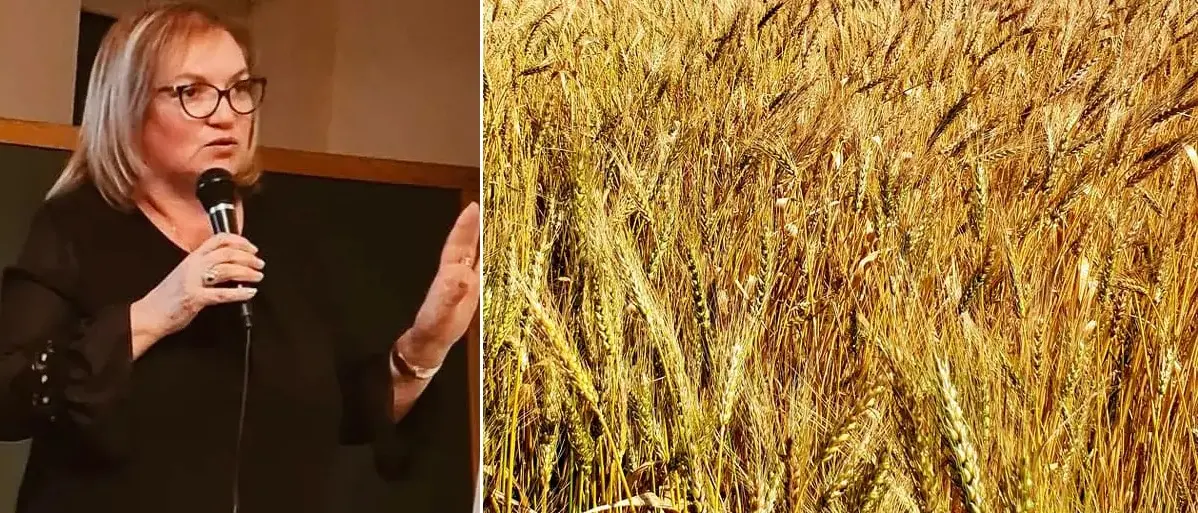 Fotovoltaico nei campi del grano Rosìa, il Distretto del cibo del territorio rurale vibonese si schiera con i contadini di Maierato contro il progetto\n