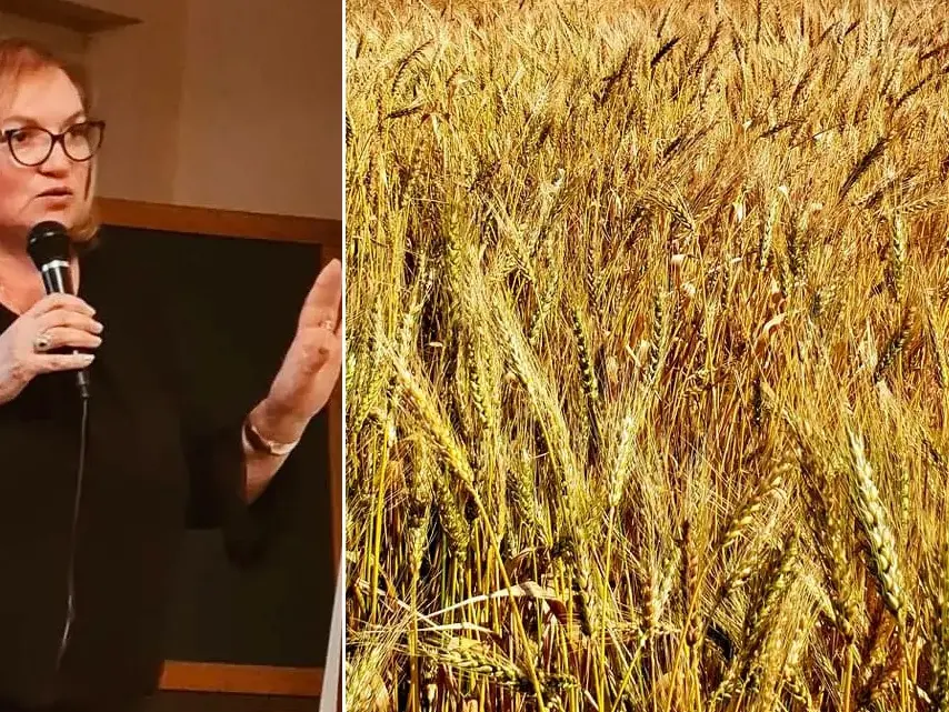 Fotovoltaico nei campi del grano Rosìa, il Distretto del cibo del territorio rurale vibonese si schiera con i contadini di Maierato contro il progetto