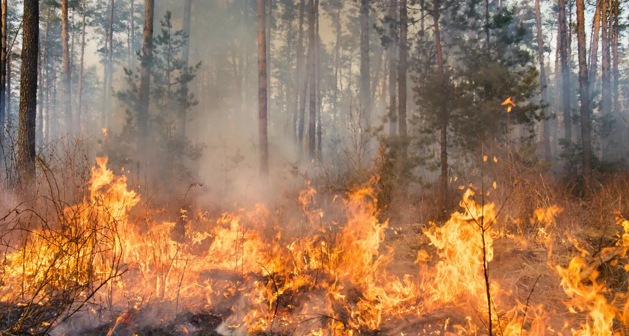 Incendi, parla l’esperto: «Non sono una fatalità, i\u00A0boschi un patrimonio da difendere per proteggere il nostro futuro»\n
