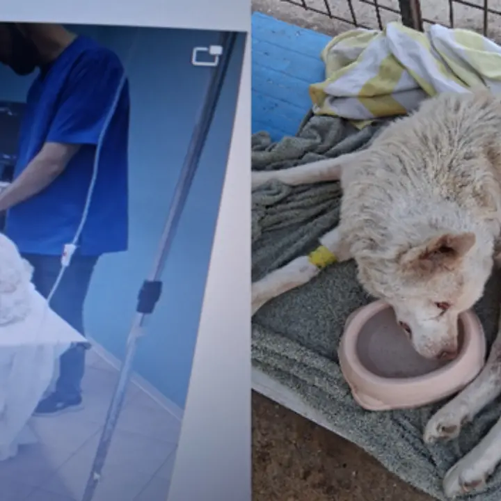 Cane in fin di vita a Porto Salvo salvato e curato a spese dei volontari: «Non possiamo continuare a sostituirci alle istituzioni»\n