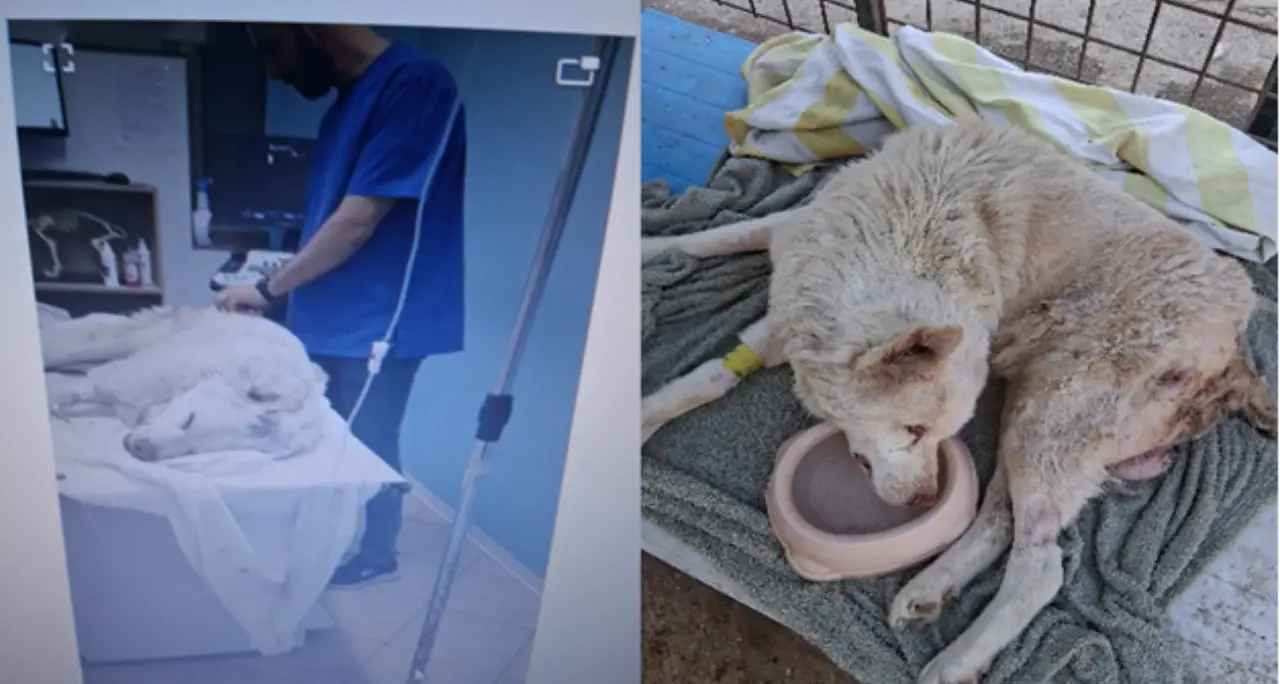 <p>Cane in fin di vita a Porto Salvo salvato e curato <span style=\"color:hsl(0, 75%, 60%);\">a spese dei volontari</span>: «Non possiamo continuare a sostituirci alle istituzioni»</p>