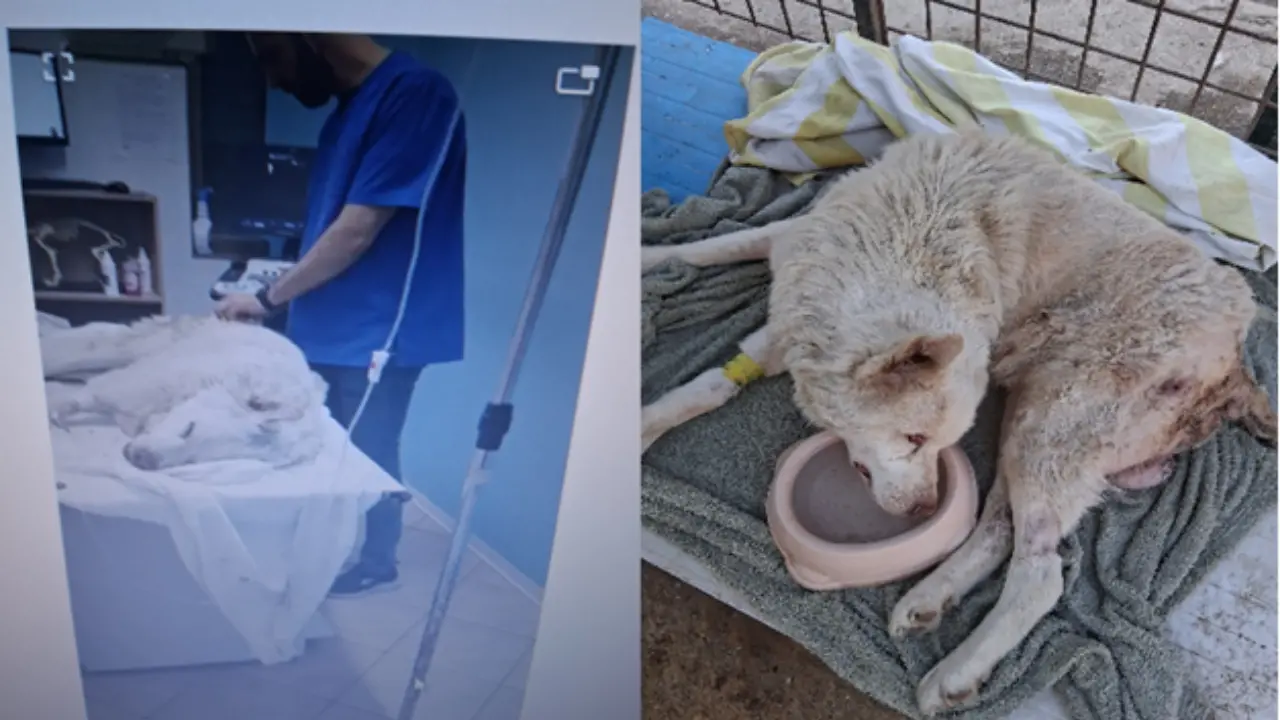 Cane in fin di vita a Porto Salvo salvato e curato a spese dei volontari: «Non possiamo continuare a sostituirci alle istituzioni»\n