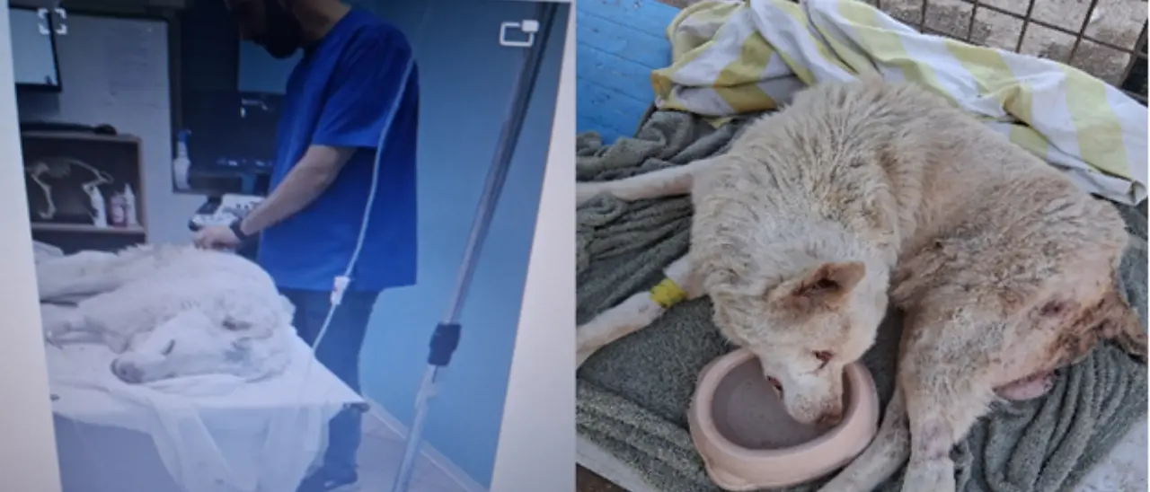 Cane in fin di vita a Porto Salvo salvato e curato a spese dei volontari: «Non possiamo continuare a sostituirci alle istituzioni»\n