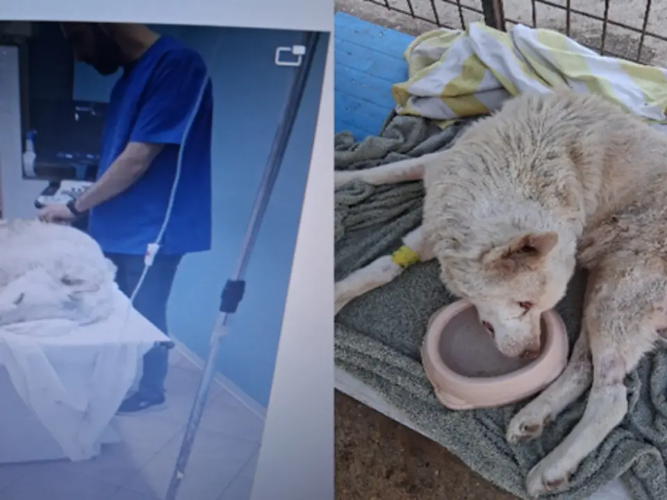 Cane in fin di vita a Porto Salvo salvato e curato a spese dei volontari: «Non possiamo continuare a sostituirci alle istituzioni»