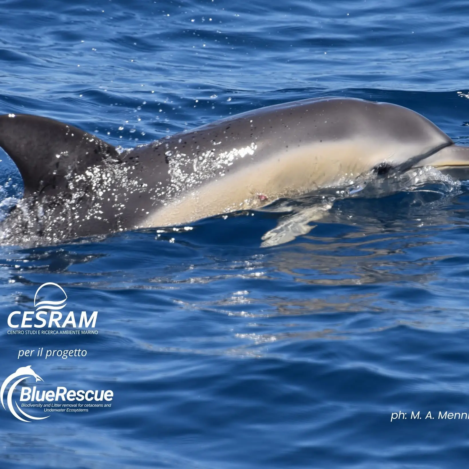 <p>“Blue Rescue”: monitoraggio, ricerca e meraviglia nelle acque calabresi con il team del Cesram</p>