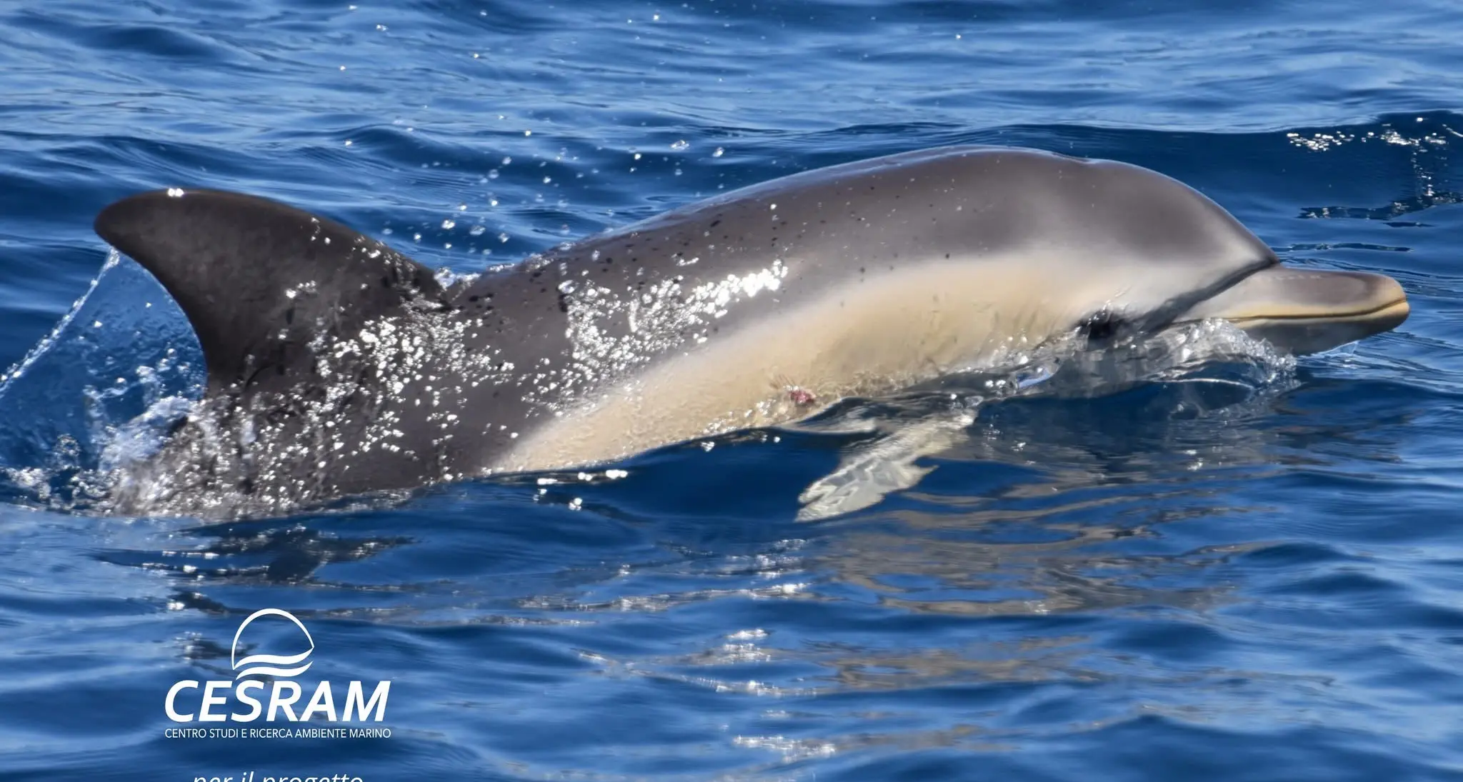 “Blue Rescue”: monitoraggio, ricerca e meraviglia nelle acque calabresi con il team del Cesram\n