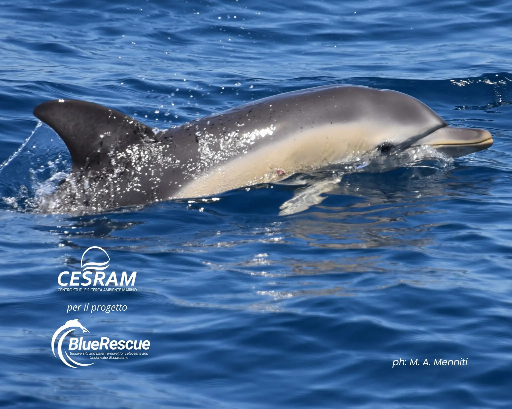 “Blue Rescue”: monitoraggio, ricerca e meraviglia nelle acque calabresi con il team del Cesram\n