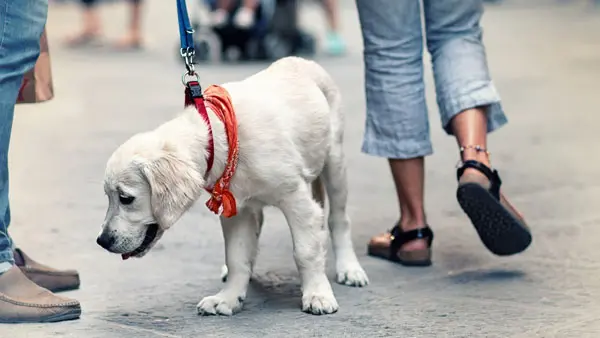 Più decoro nelle strade di Catanzaro: nuove misure per i proprietari di cani\n