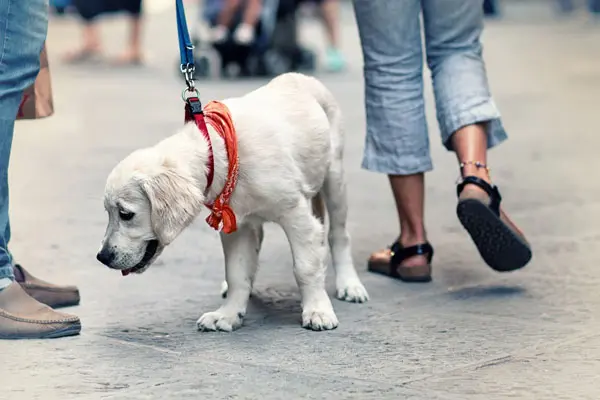 Più decoro nelle strade di Catanzaro: nuove misure per i proprietari di cani\n