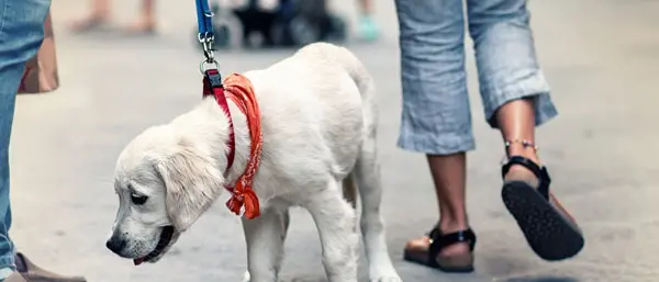 Più decoro nelle strade di Catanzaro: nuove misure per i proprietari di cani\n
