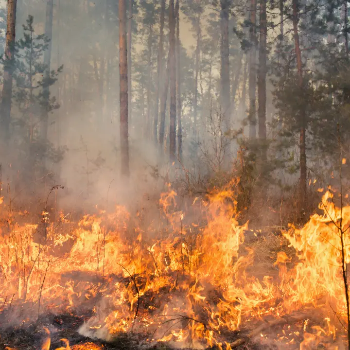 Quasi 500 incendi in sei mesi in Italia:\u00A0156 in Calabria,\u00A0regione più colpita assieme alla Sicilia\n