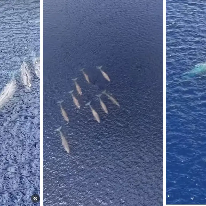 <p><span style=\"color:hsl(0, 75%, 60%);\">Nove capodogli</span> tra Scilla e Villa, lo Stretto conferma la sua vocazione di santuario dei cetacei</p>
