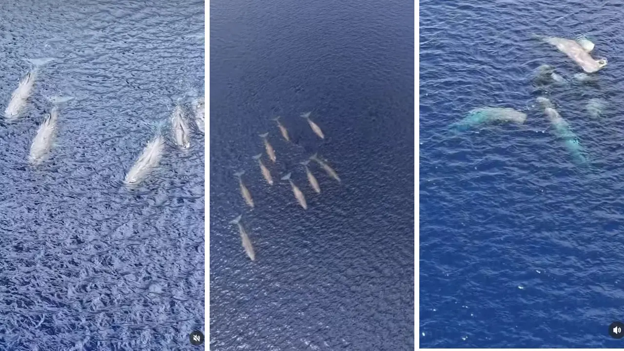 <p><span style=\"color:hsl(0, 75%, 60%);\">Nove capodogli</span> tra Scilla e Villa, lo Stretto conferma la sua vocazione di santuario dei cetacei</p>