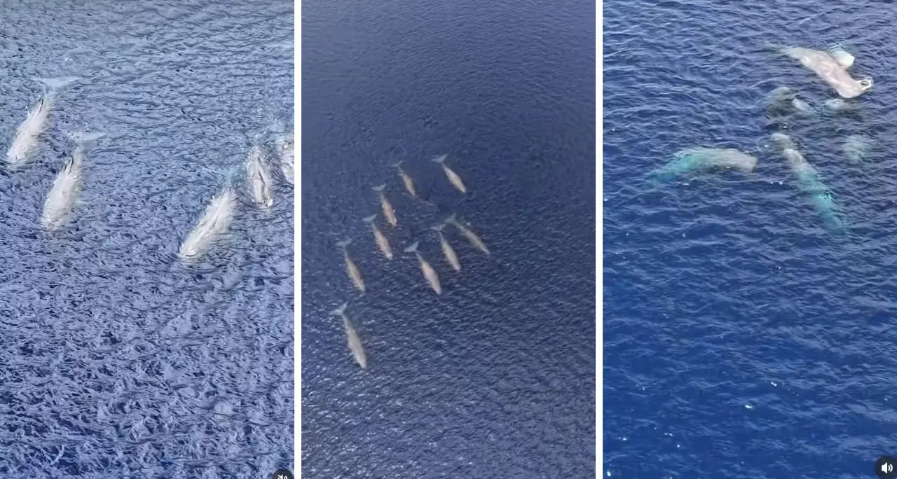 Nove capodogli tra Scilla e Villa, lo Stretto conferma la sua vocazione di santuario dei cetacei\n