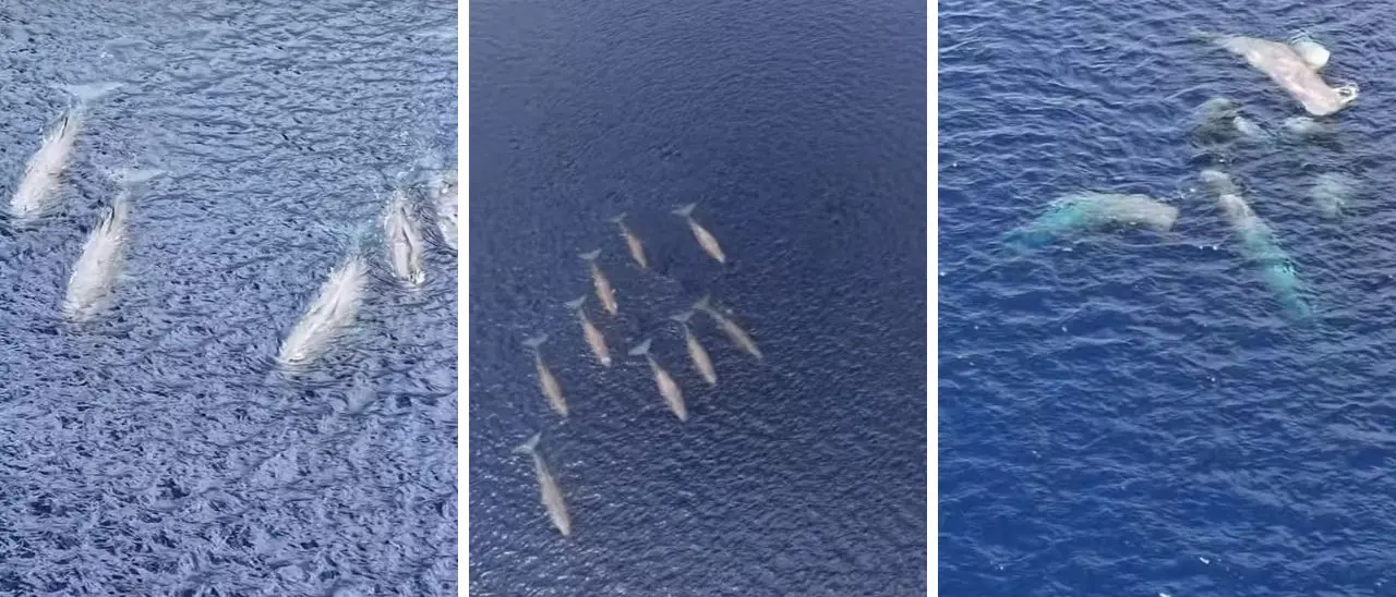 Nove capodogli tra Scilla e Villa, lo Stretto conferma la sua vocazione di santuario dei cetacei\n
