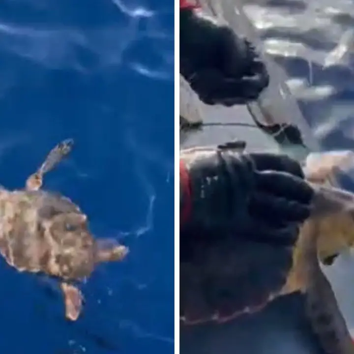 Blitz contro la pesca di frodo nello Jonio reggino, salvata una Caretta caretta\n
