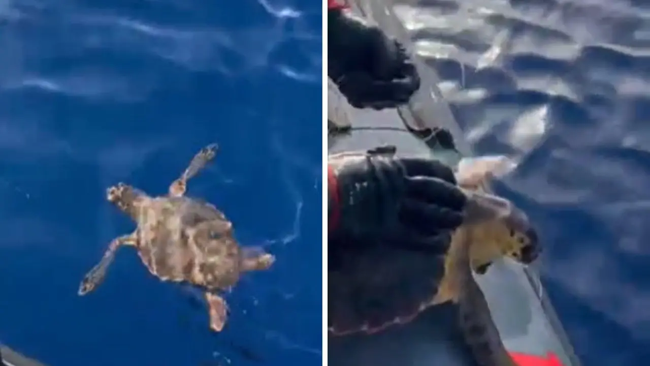 Blitz contro la pesca di frodo nello Jonio reggino, salvata una Caretta caretta\n