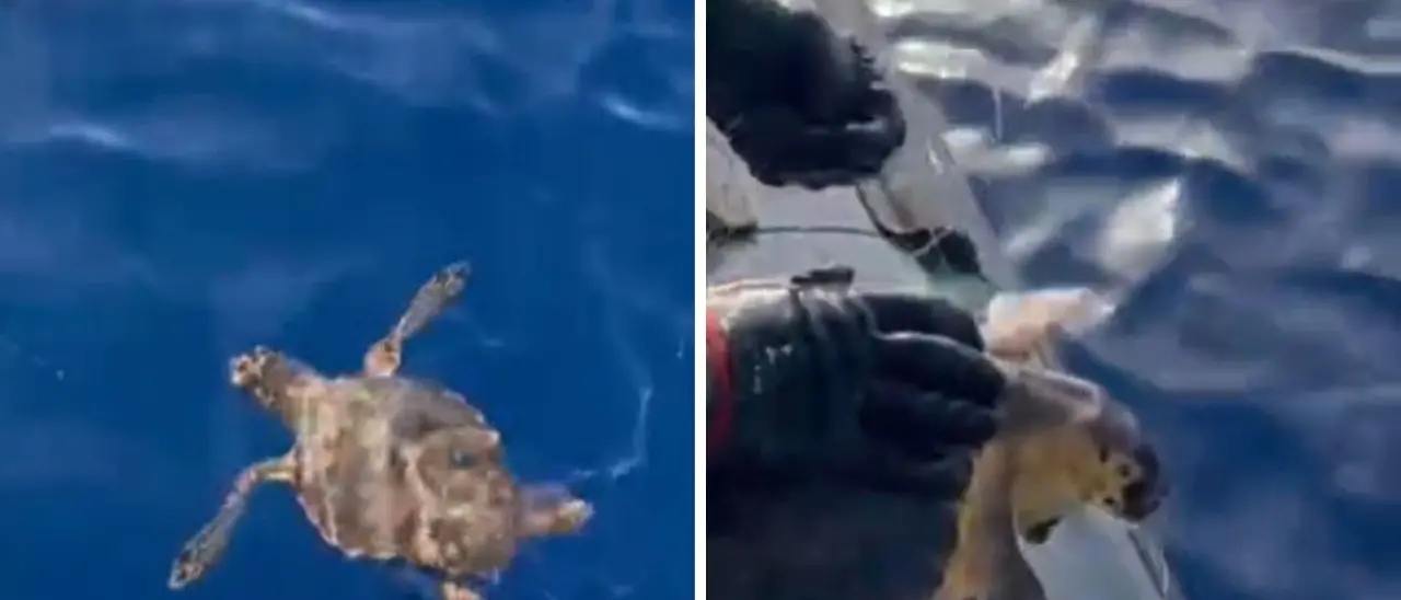 Blitz contro la pesca di frodo nello Jonio reggino, salvata una Caretta caretta\n