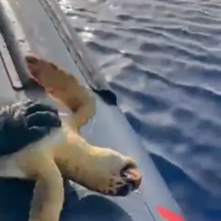 Salvata una Caretta caretta nello Jonio reggino: era rimasta intrappolata in un palangaro illegale