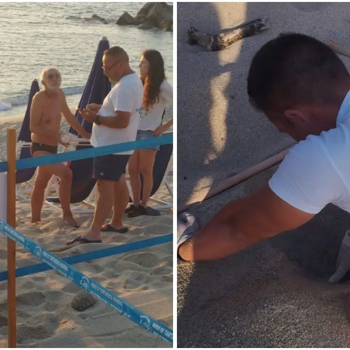 Terzo nido di Caretta caretta dell’estate vibonese a Ricadi, Legambiente:\u00A0«La costa si conferma meta delle tartarughe marine»\n