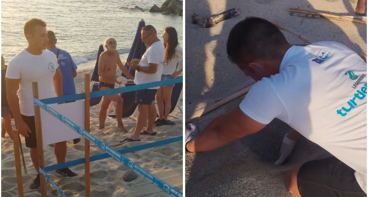 Terzo nido di Caretta caretta dell’estate vibonese a Ricadi, Legambiente:\u00A0«La costa si conferma meta delle tartarughe marine»\n