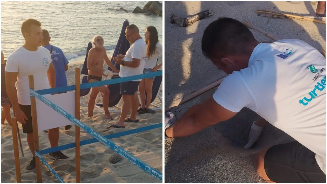Terzo nido di Caretta caretta dell’estate vibonese a Ricadi, Legambiente:\u00A0«La costa si conferma meta delle tartarughe marine»\n