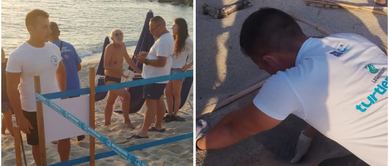Terzo nido di Caretta caretta dell’estate vibonese a Ricadi, Legambiente:\u00A0«La costa si conferma meta delle tartarughe marine»\n