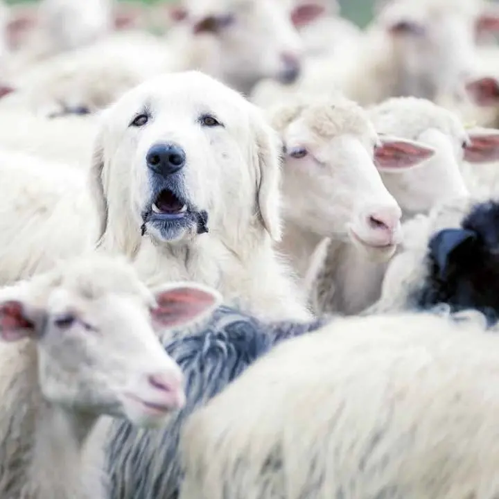 Bisignano, quattordici cani da guardiania per proteggere gli allevamenti e convivere con il lupo\n