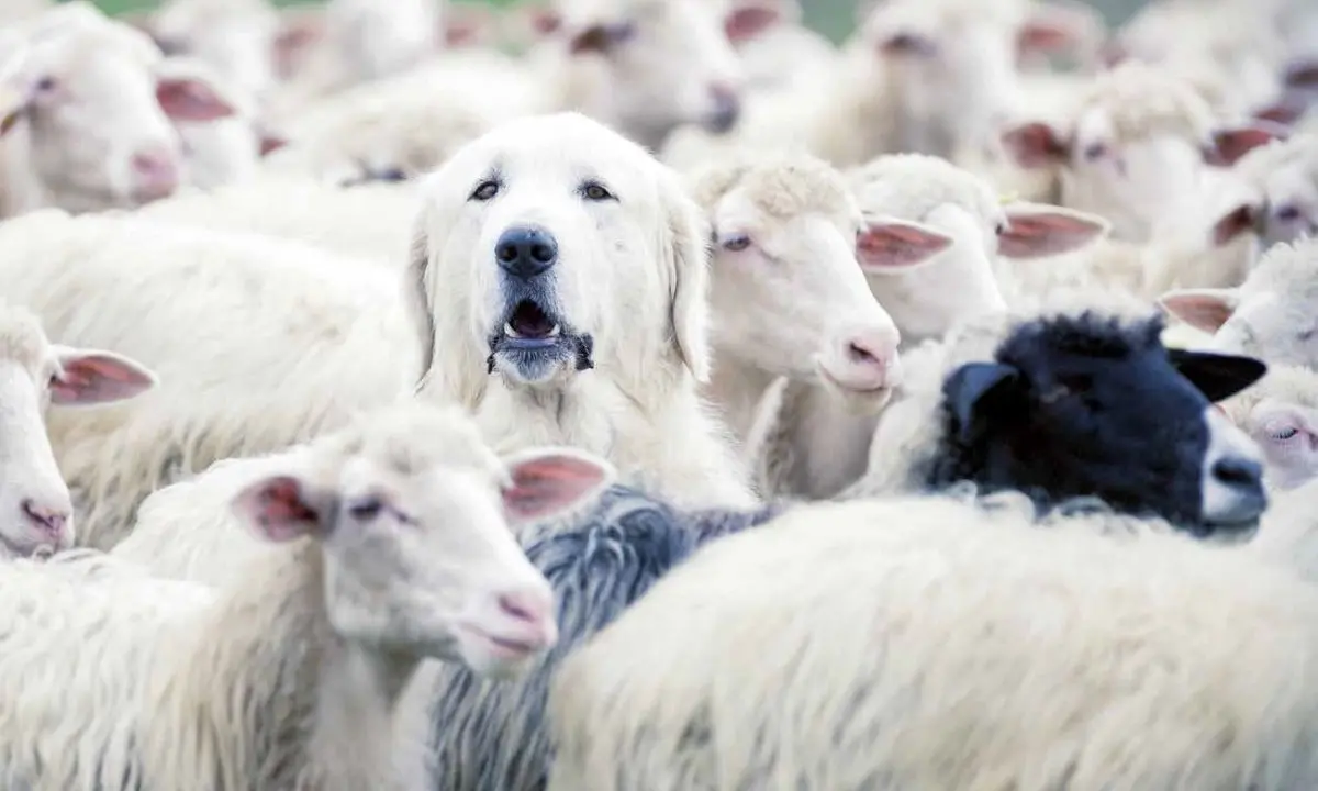 Bisignano, quattordici cani da guardiania per proteggere gli allevamenti e convivere con il lupo\n