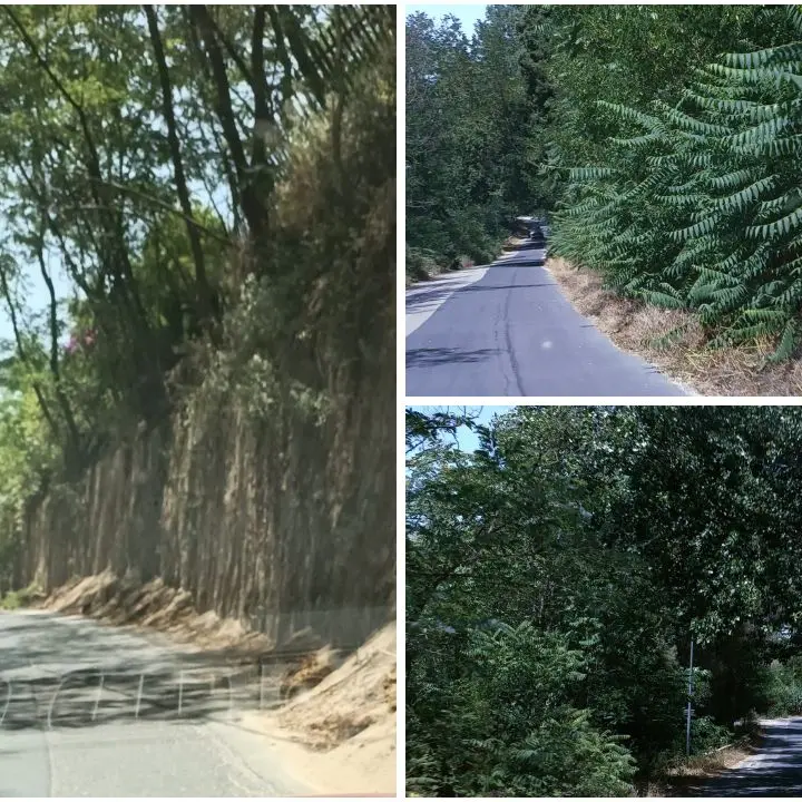Tra Pizzoni e Vazzano\u00A0un chilometro di strada a metà tra foresta amazzonica e savana africana: ecco il degrado della Sp 60\n