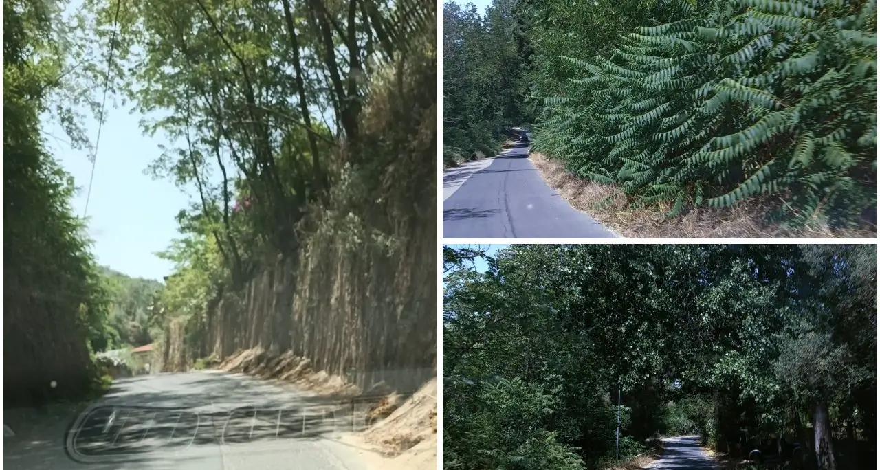 Tra Pizzoni e Vazzano\u00A0un chilometro di strada a metà tra foresta amazzonica e savana africana: ecco il degrado della Sp 60\n