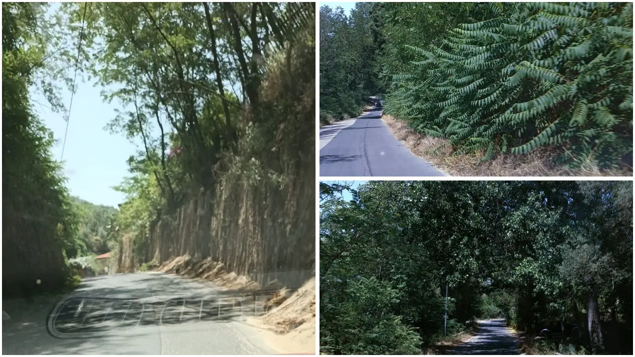 Tra Pizzoni e Vazzano\u00A0un chilometro di strada a metà tra foresta amazzonica e savana africana: ecco il degrado della Sp 60\n